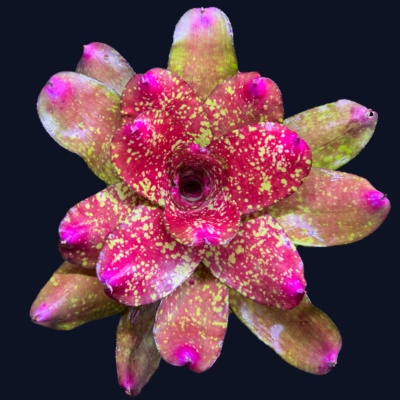 Neoregelia Gold fever