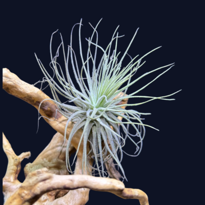 Tillandsia magnusiana