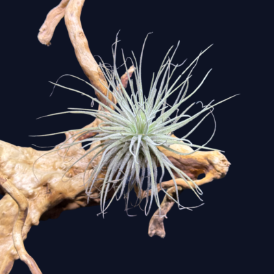 Tillandsia magnusiana