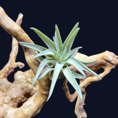 Tillandsia plagiotropica