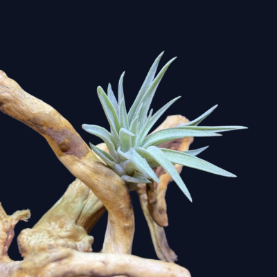 Tillandsia plagiotropica
