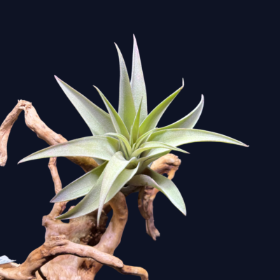 Tillandsia brachycaulos multiflora