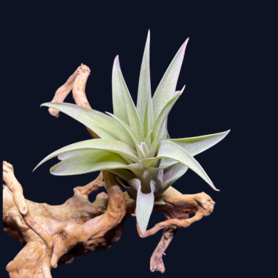 Tillandsia brachycaulos multiflora
