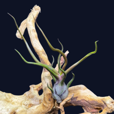 Tillandsia bulbosa