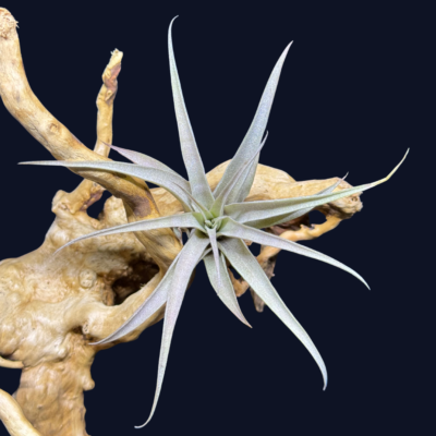 Tillandsia capitata Peach