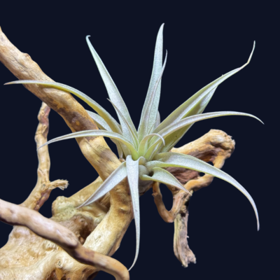 Tillandsia capitata Peach