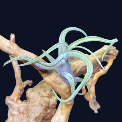 Tillandsia caput medusae