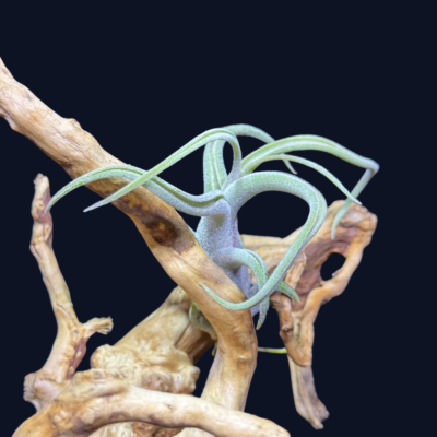 Tillandsia caput medusae