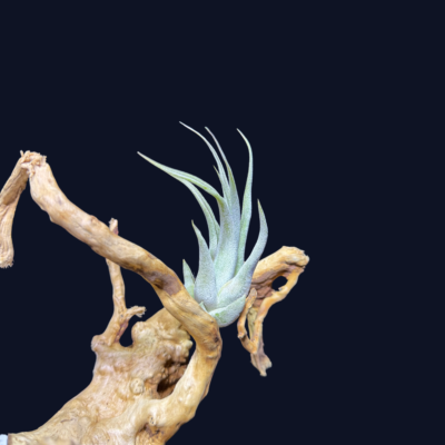 Tillandsia circinata