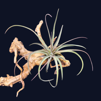 Tillandsia concolor
