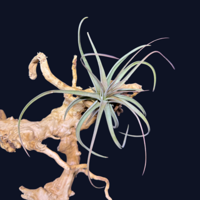Tillandsia concolor