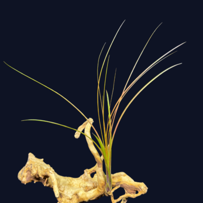 Tillandsia festucoides