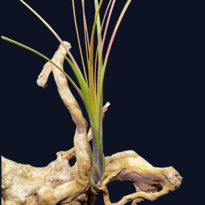 Tillandsia festucoides