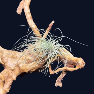 Tillandsia filifolia