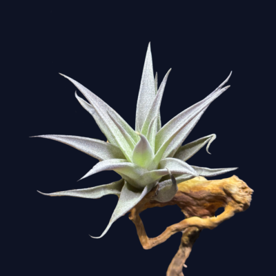 Tillandsia hondurensis