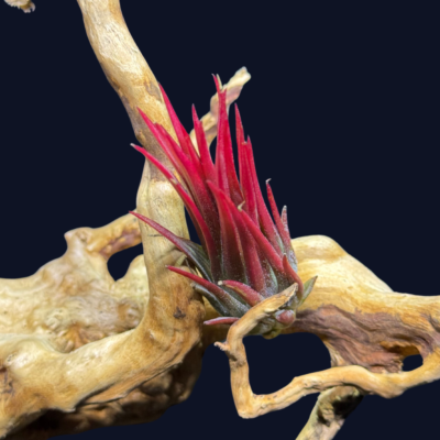 Tillandsia ionantha Fuego