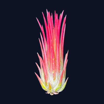 Tillandsia ionantha Fuego