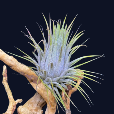 Tillandsia ionantha Pinecone