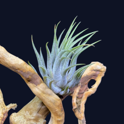 Tillandsia ionantha Scaposa 1
