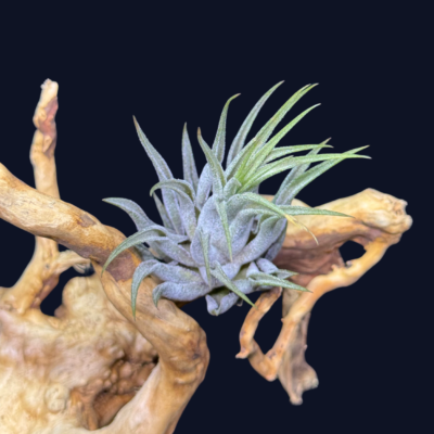 Tillandsia ionantha Scaposa 1