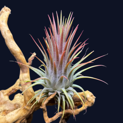 Tillandsia ionantha var. Ionantha