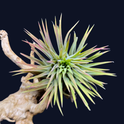 Tillandsia ionantha Macho