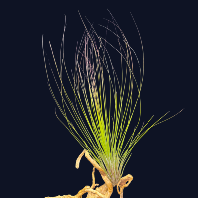 Tillandsia juncea