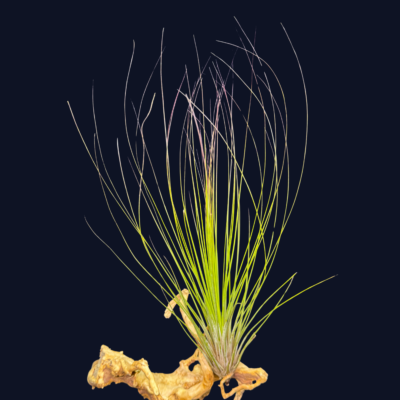 Tillandsia juncea