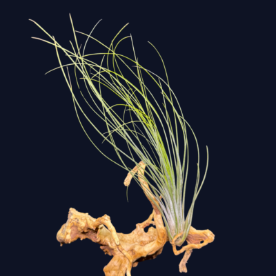 Tillandsia juncifolia