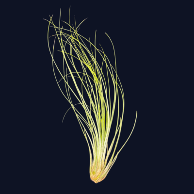 Tillandsia juncifolia