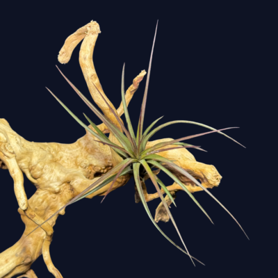 Tillandsia melanocrater