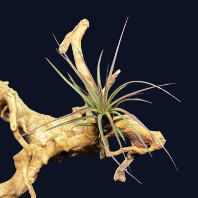 Tillandsia melanocrater