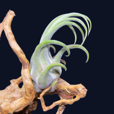 Tillandsia seleriana