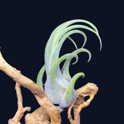 Tillandsia seleriana