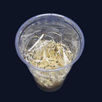 Drosophila melanogaster muszki owocówki