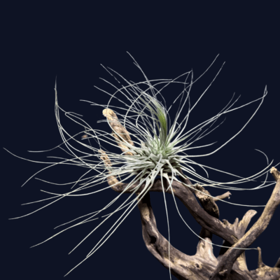 Tillandsia fuchsii gracilis