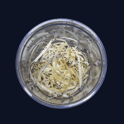 Drosophila melanogaster muszki owocówki