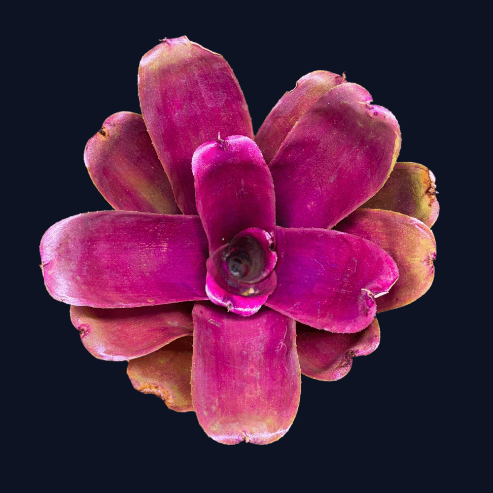 Neoregelia Purple Fireball 1 - Aqua-Tech Neoregelia Purple Fireball - roślina do terrarium