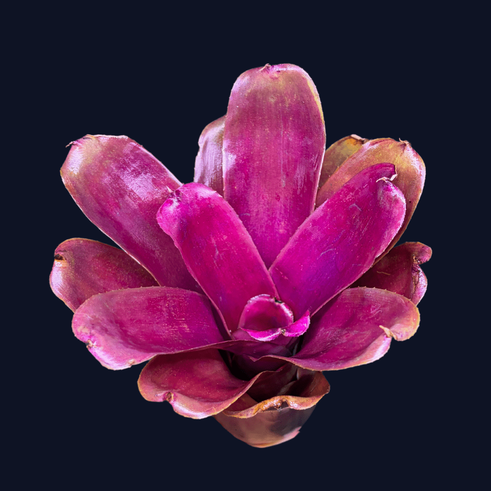 Neoregelia Purple Fireball 2 - Aqua-Tech Neoregelia Purple Fireball - roślina do terrarium