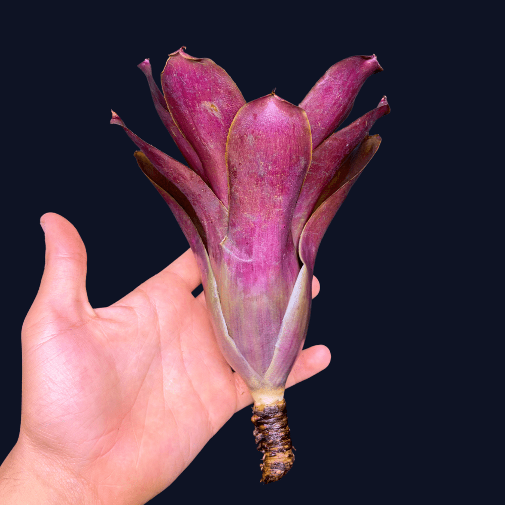 Neoregelia Purple Fireball 3 - Aqua-Tech Neoregelia Purple Fireball - roślina do terrarium
