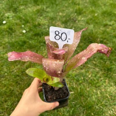 Billbergia Mini Hybrid