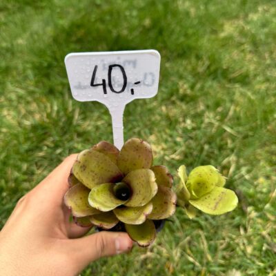 Neoregelia Chiquita Linda