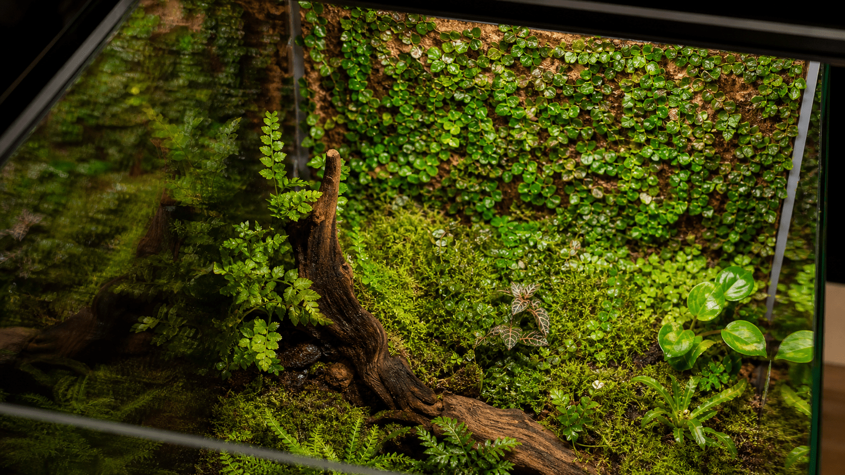 Fikusy do terrarium - Ficus pumila pokrywający ściankę korkową w terrarium tropikalnym