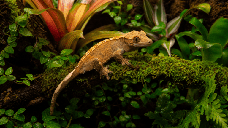 Gekon orzęsiony (Correlophus ciliatus) na omszałej gałęzi w tropikalnym terrarium