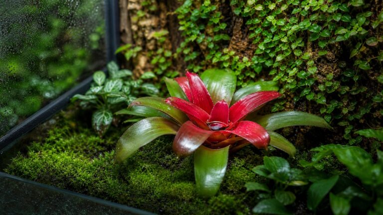 rośliny do terrarium dla początkujących w tropikalnym terrarium