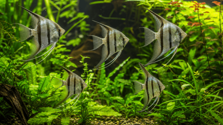 Skalary (Pterophyllum scalare) w obsadzonym akwarium roślinnym