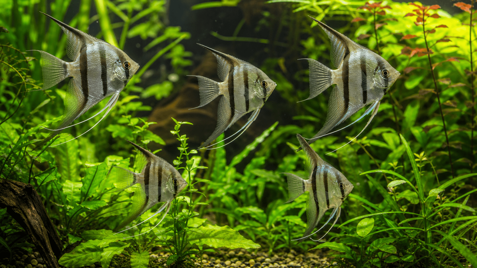 Skalary (Pterophyllum scalare) w obsadzonym akwarium roślinnym