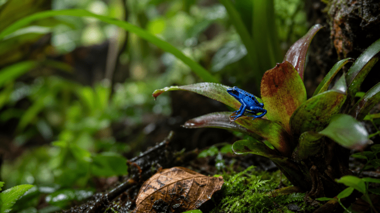 Terrarium dla drzewołazów z bromeliami mchem i wilgotnym podłożem