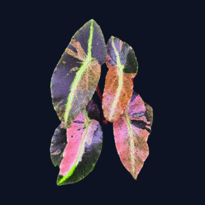 Begonia listada variegata - Kolekcjonerska odmiana begoni variegata