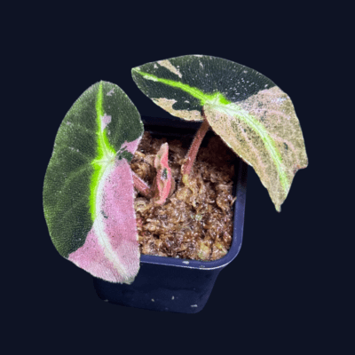 Begonia listada variegata - Kolekcjonerska odmiana begoni variegata